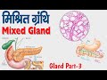Mixed Gland in Hindi | मिश्रित ग्रंथि | Pancreas Biology Class | Rajiv competitive classes |