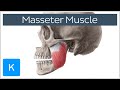 Masseter Muscle: Origin, Insertion, Innervation & Function - Anatomy | Kenhub