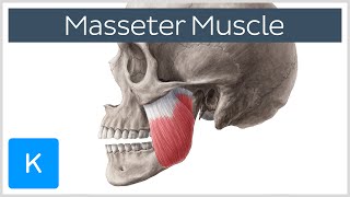 Masseter Muscle: Origin, Insertion, Innervation & Function - Anatomy | Kenhub