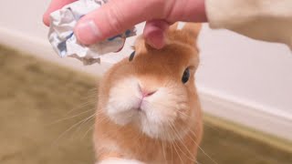 ゴミをご褒美と勘違いして舞い上がっちゃったウサギがこちら【No.345】