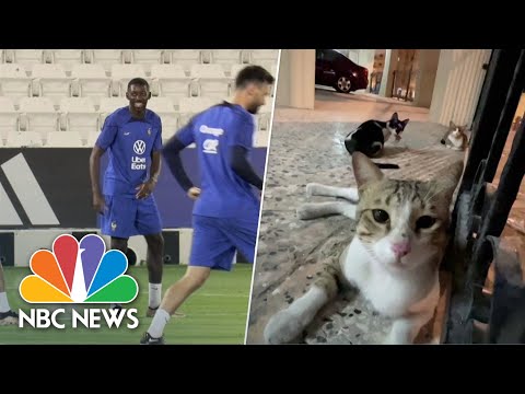 France’s Ousmane Dembele ’Scared’ Of Stray Cats At The World Cup In Qatar.