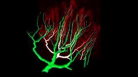 3D visualization of a Neuron