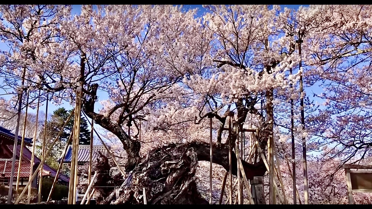 BRIESTA ブリエスタ】 YAMASAKURA 山桜 NUTS × 802PRODUCTS BRIESTA