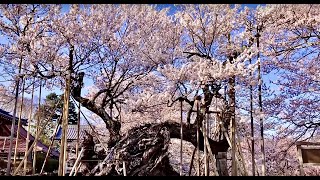 Jindai Sakura / 山高神代桜, World's oldest Cherry Blossom Tree, 2,000 years old - 樹齢2,000年、世界最古