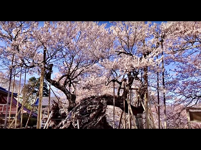 Jindai Sakura / 山高神代桜, World's oldest Cherry Blossom Tree