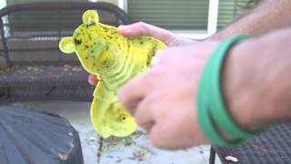 Do It Yourself Backyard Inspection