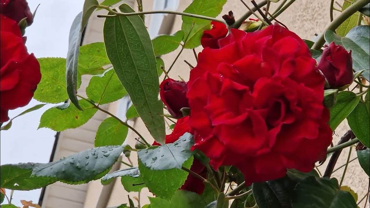 Kletterrose Santana, Роза Сантана Плетистая 01.06.24г - YouTube