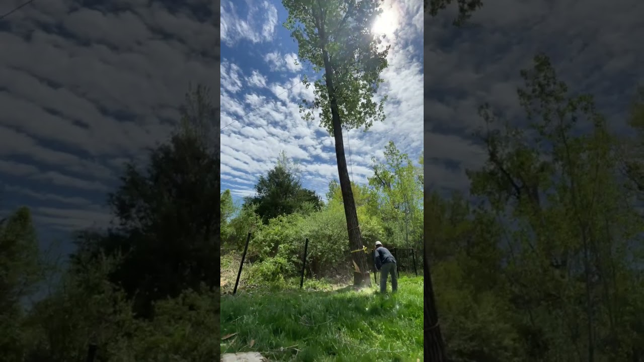 Sending a tree between 2 fence posts 