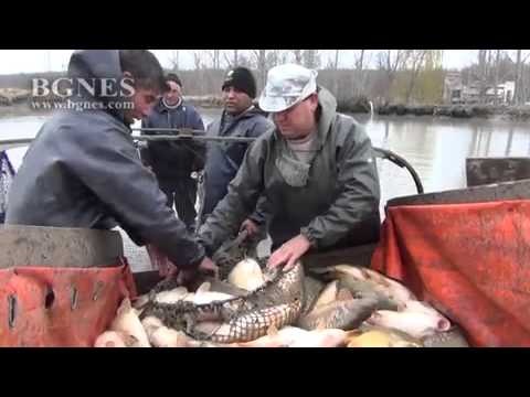 Видео: Как да се грижи за куче след операцията