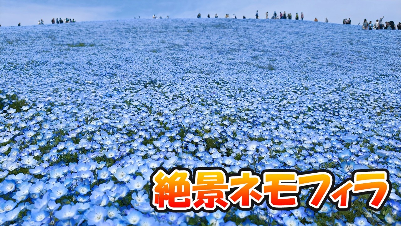 Visiting the stunning Nemophila flowers at Hitachi Seaside Park