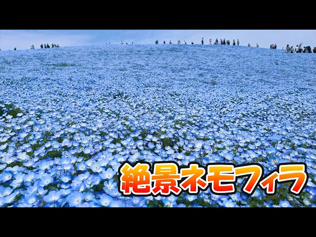 Visiting the stunning Nemophila flowers at Hitachi Seaside Park