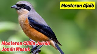 Masteran Cililin untuk Burung Cendet Jernih Full Tembakan dan Variasi
