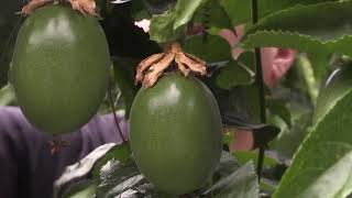 Download Lagu REPORTAGE FRUIT DE LA PASSION MP3