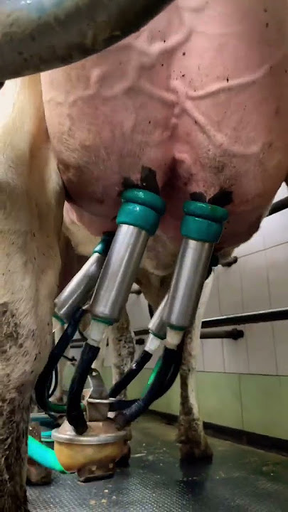 Download lagu Milk production from start to finish #cows #farm #veterinary #milk