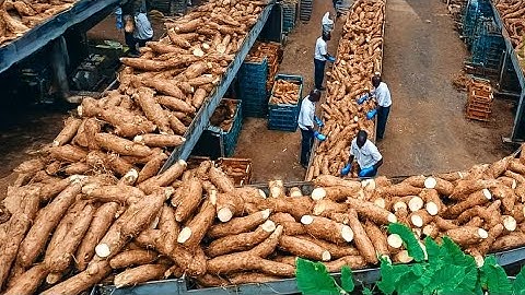 How To Grow, Cassava From PLANTING, HARVESTING AND PROCESSING.