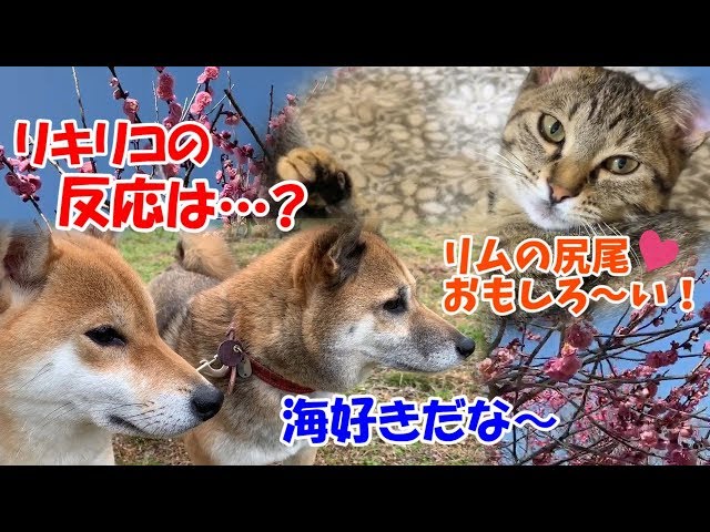 子猫がぐっすりお寝んね中、柴犬は春を先取り♪--The plum blossoms are in full bloom now.--