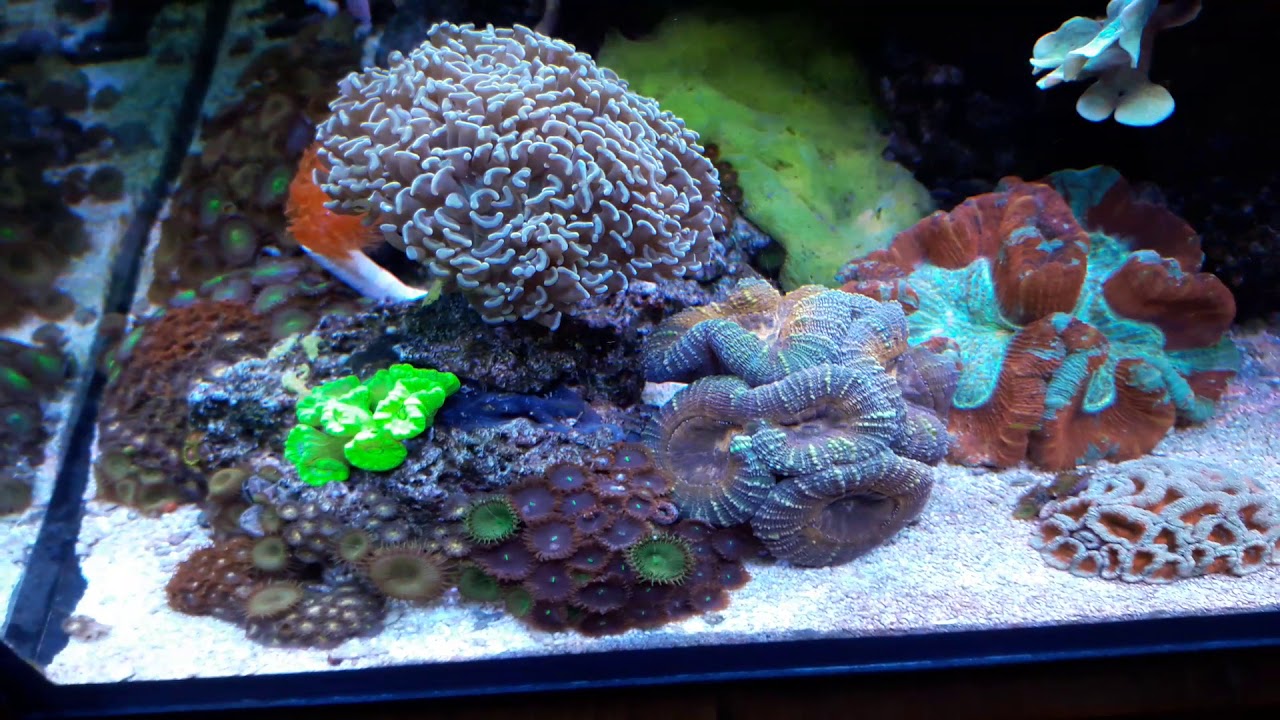 My 90 Gallon Reef tank triton method YouTube