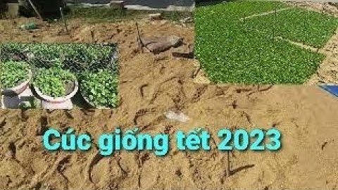 Công tác chuẩn bị nhân giống cúc pha lê tết 2023