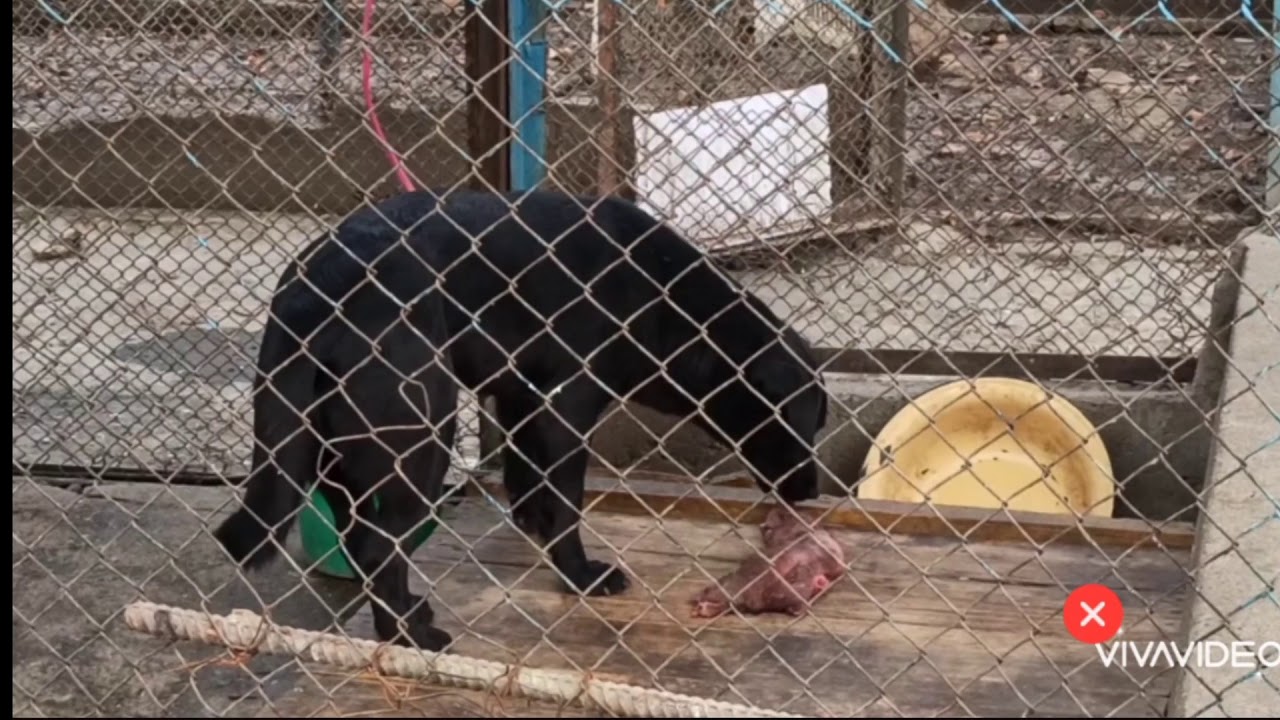 Душанбе зоопарк