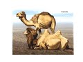 Презентация "Camels"