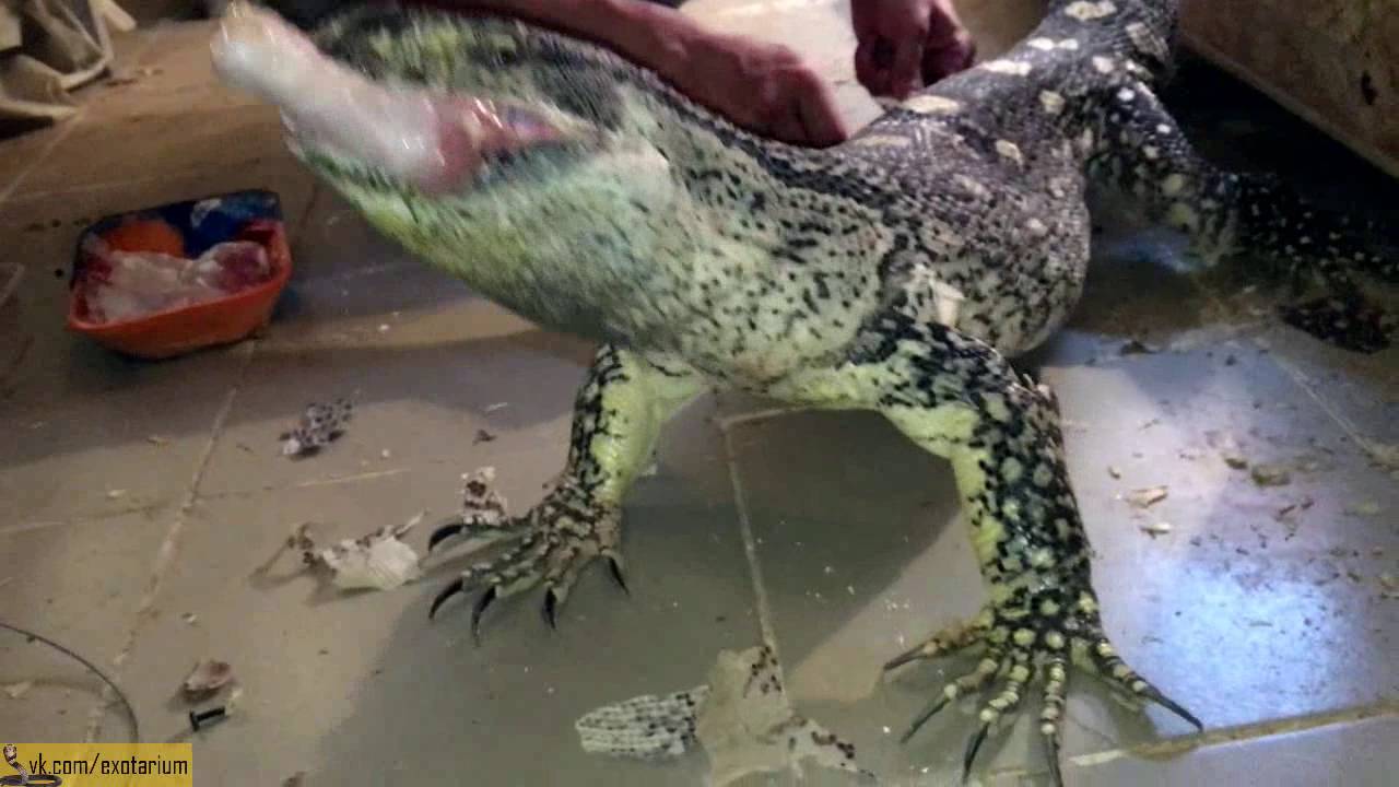 White-throated monitor - YouTube