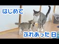 【保健所猫】子猫を引き取って12日目。はじめて先住猫と子猫がふれあう時… vol.58