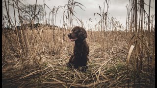 Pheasant Shooting - Our Last Day Of The Season On The Beating Line by Rico The Working Cocker Spaniel 1,893 views 1 year ago 36 minutes