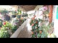 Tour por el jardín de mi vecina Nohelia│Candy Bu