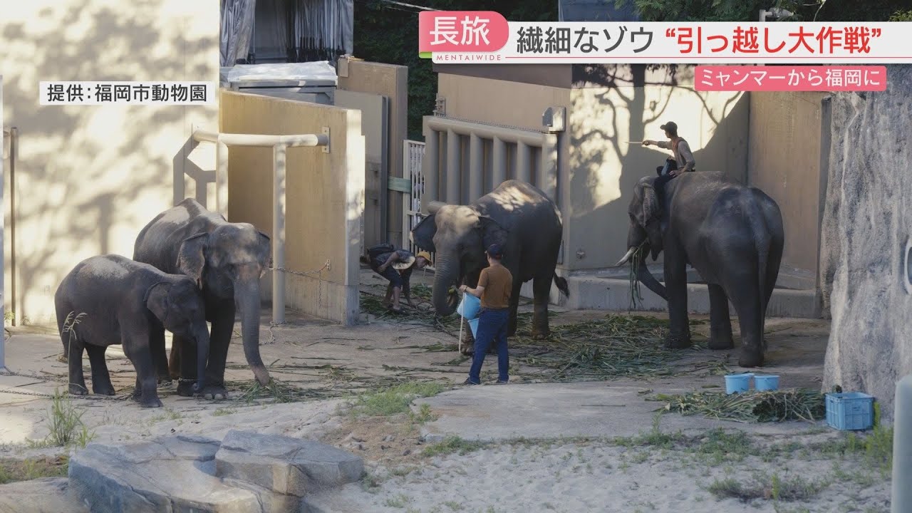 ゾウ4頭がやってきた！ 遠くから姿を見ることも ギフトコーナーには