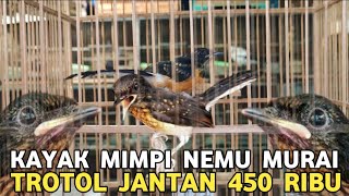 Download Lagu INI BARU REJEKI NEMU MURAI BATU CALON JUARA || KATURANGGAN BODY FIGHTER VOLUME ISTIMEWA  MP3