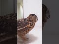 フクロウ 走る