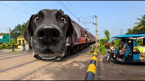 Dangerous DOG Headed Aerodynamic EMU Local Furious Skipped At Railgate 