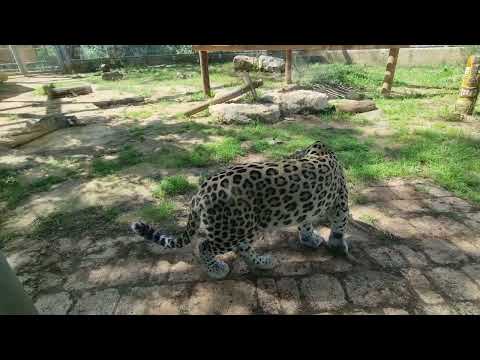 Iranian leopard and his enclosure
