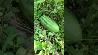 Growing Watermelon  #video