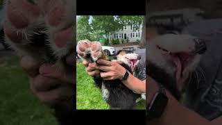 Bernese Mountain Dog | Funny Dog Videos | Dua Lip Music Video