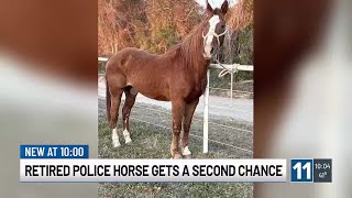 Colorado community raises money to rescue retired police horse from Texas kill pen