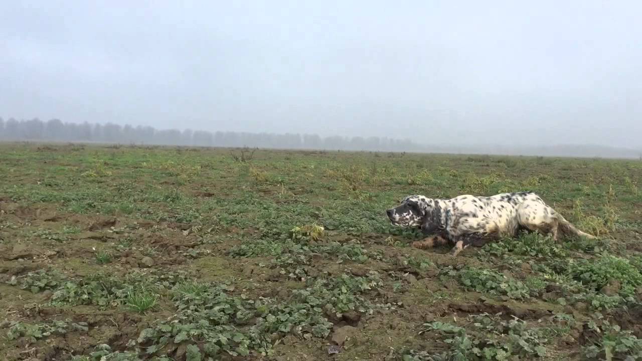 Radentis Milano: Capua