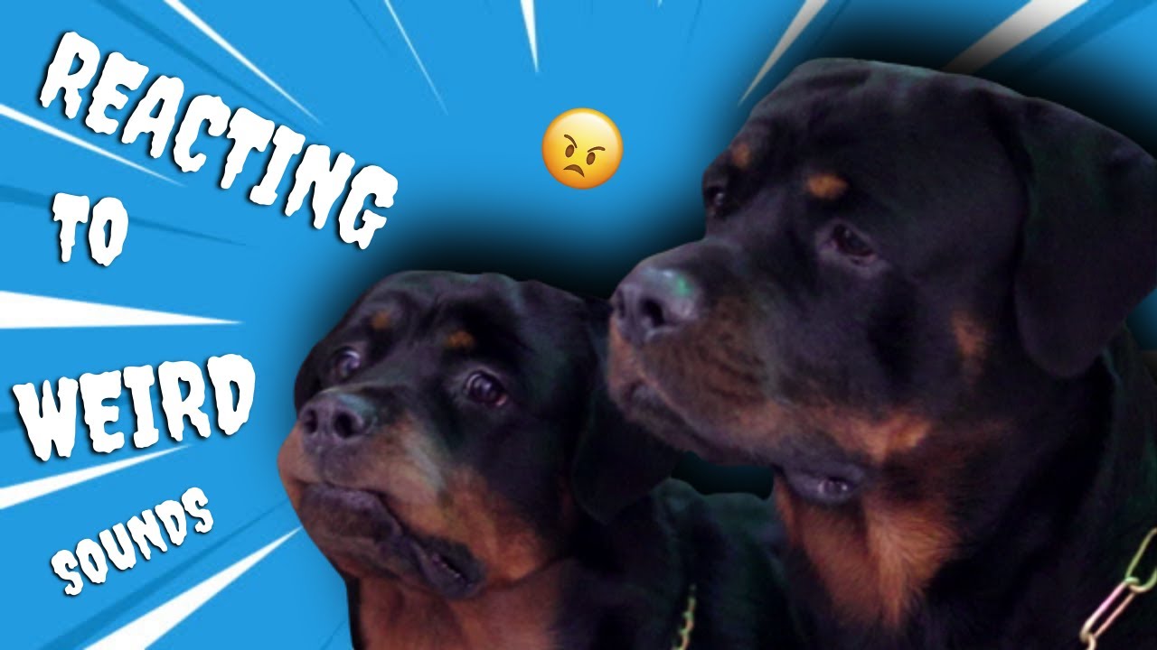My Dogs Reacting to Weird Sounds | Rottweiler reacting to Sounds ...