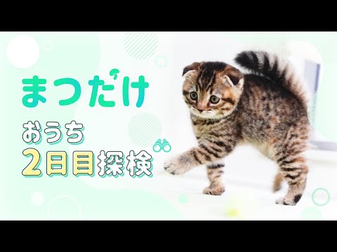 [2 months old] All the behavior of the kitten on the second day of the house was too cute