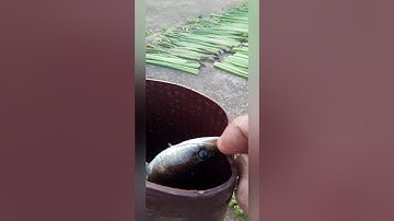 Đi nhấp cá lóc và ếch, sữ dụng rộng cá siêu đỉnh .