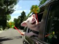 GEICO Ad: Pig (Piggy)