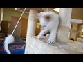Pets of the Week: Kittens - June 7, 2018