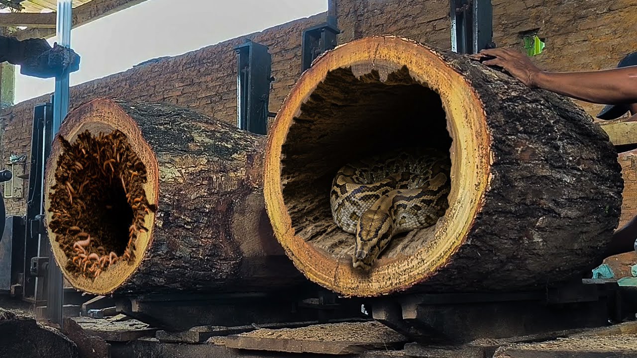 Extreme Challenge Two Giant Logs Cut Simultaneously at the Sawmill ...