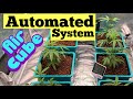 Growing cannabis with aircube hydroponic system and fc8000 grow light