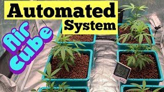 GROWING CANNABIS WITH AirCube HYDROPONIC SYSTEM AND FC8000 GROW LIGHT