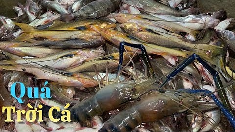 Khai trương lưới mới đêm nay dô mánh trúng bầy Cá Phèn . Cá Úc | Cù Lao Dung Vlogs #481