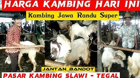 Thumbnail of Cek Harga Kambing Di Pasar Kambing Slawi Tegal { Trayeman } Kambing Jawa Randu Super Harga Murah