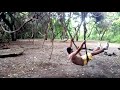 Arba Minch forest (fourty springs)