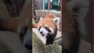 Red Panda 夕消