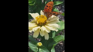 The Great Pollinator Census 2021